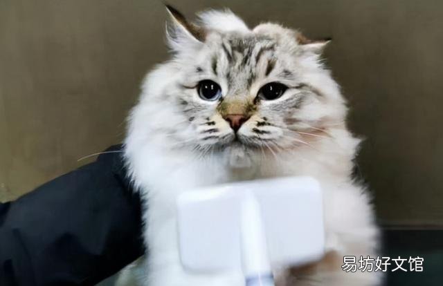 山猫布偶猫一般多少钱(山猫布偶价格大约多少)