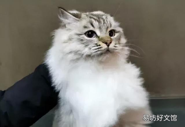 山猫布偶猫一般多少钱(山猫布偶价格大约多少)