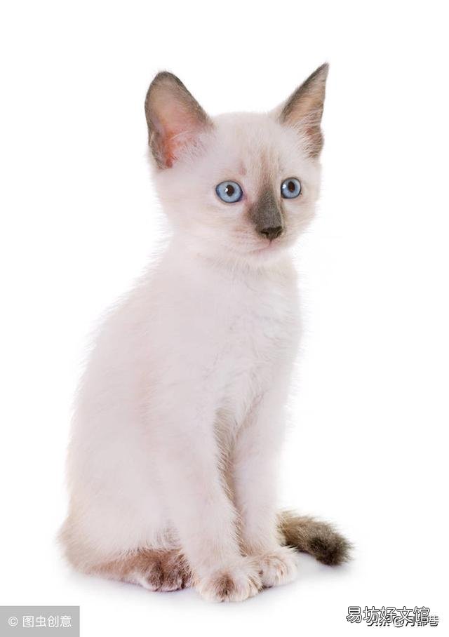 暹罗猫价格多少钱一只(暹罗猫价格多少钱一只幼猫)