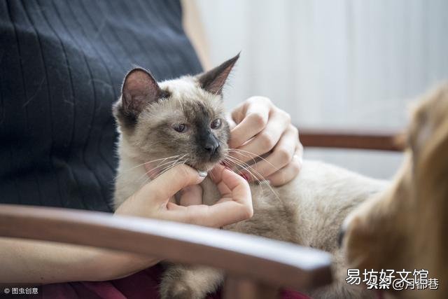 暹罗猫价格多少钱一只(暹罗猫价格多少钱一只幼猫)