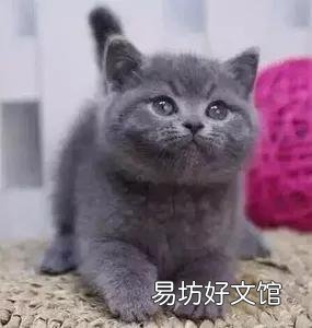 蓝猫价格多少钱一只(英短蓝猫价格多少钱一只)