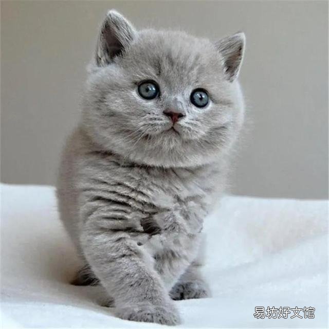 蓝猫价格多少钱一只(英短蓝猫价格多少钱一只)