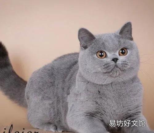 蓝猫价格多少钱一只(英短蓝猫价格多少钱一只)