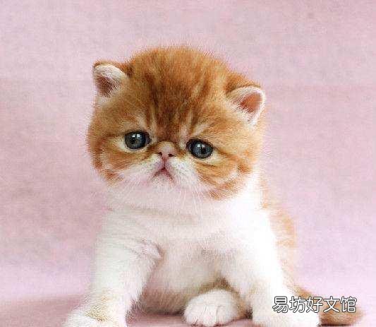 加菲猫是什么品种(动画片加菲猫是什么品种)