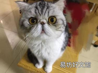 加菲猫是什么品种(动画片加菲猫是什么品种)