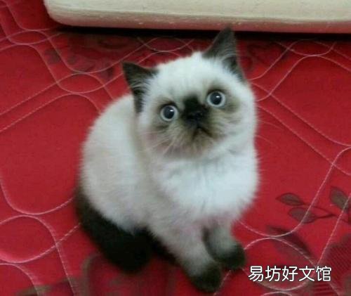 加菲猫是什么品种(动画片加菲猫是什么品种)