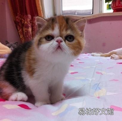 加菲猫是什么品种(动画片加菲猫是什么品种)