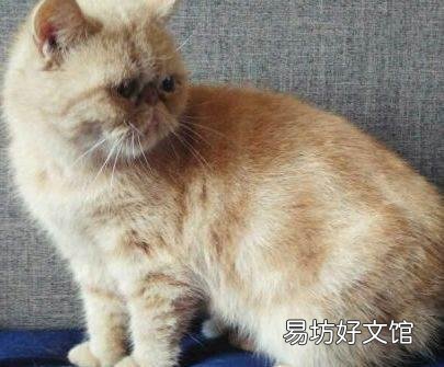 加菲猫是什么品种(动画片加菲猫是什么品种)
