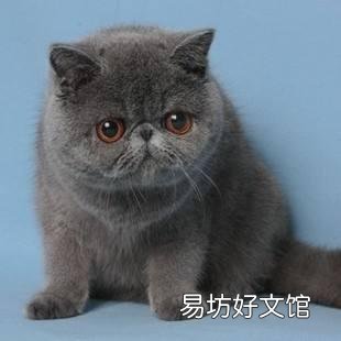 加菲猫是什么品种(动画片加菲猫是什么品种)