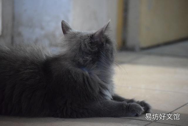 加菲猫是什么品种(动画片加菲猫是什么品种)