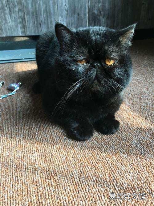 加菲猫是什么品种(动画片加菲猫是什么品种)