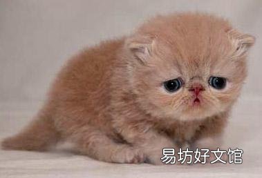 加菲猫是什么品种(动画片加菲猫是什么品种)