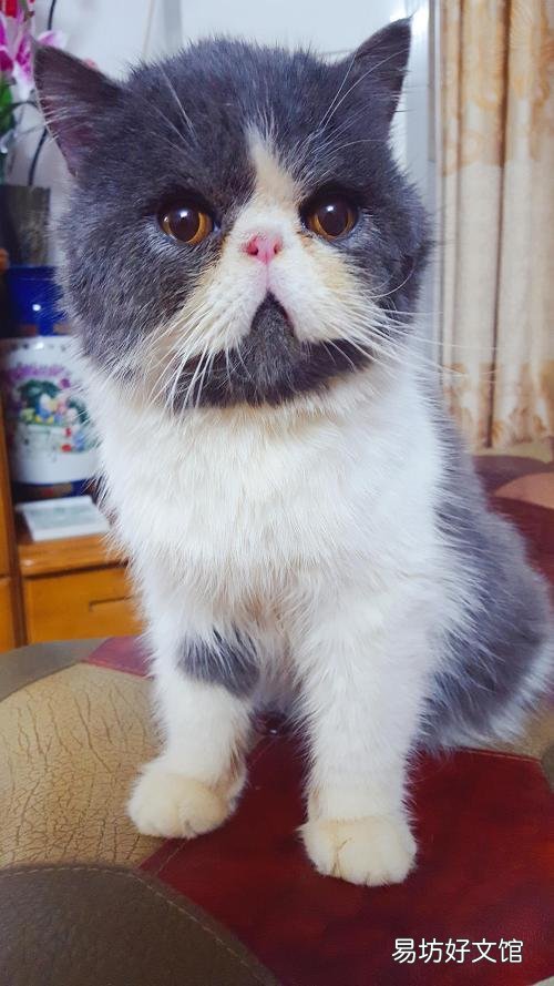 加菲猫是什么品种(动画片加菲猫是什么品种)