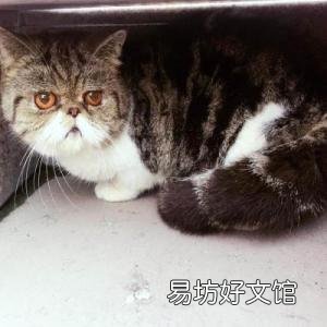 加菲猫是什么品种(动画片加菲猫是什么品种)