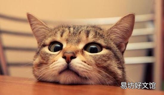 貓認主人嗎(寵物貓會認主人嗎)