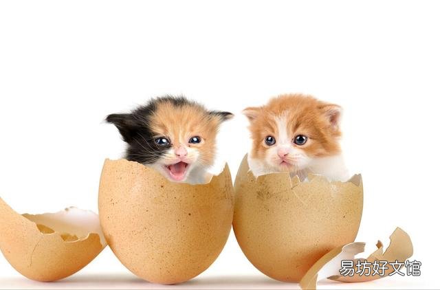 猫能吃鸡蛋黄吗(宠物猫能吃鸡蛋黄吗)