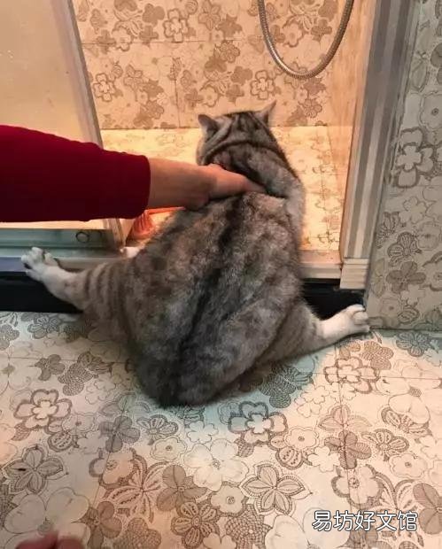 猫咪洗澡注意事项(两个月的猫咪洗澡注意事项)