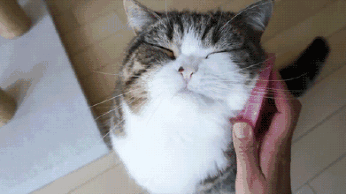 猫咪洗澡注意事项(两个月的猫咪洗澡注意事项)