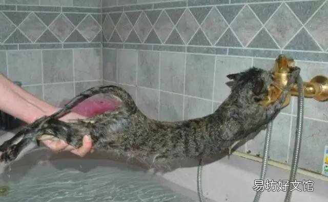 猫咪洗澡注意事项(两个月的猫咪洗澡注意事项)