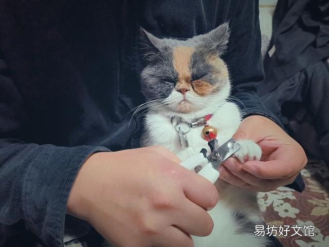 猫咪洗澡注意事项(两个月的猫咪洗澡注意事项)