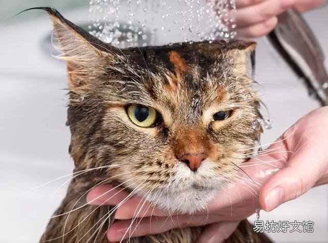 猫咪洗澡注意事项(两个月的猫咪洗澡注意事项)