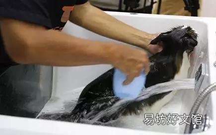 猫咪洗澡注意事项(两个月的猫咪洗澡注意事项)