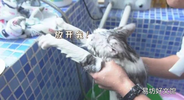 猫咪洗澡注意事项(两个月的猫咪洗澡注意事项)
