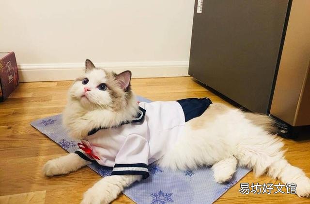 猫咪洗澡注意事项(两个月的猫咪洗澡注意事项)