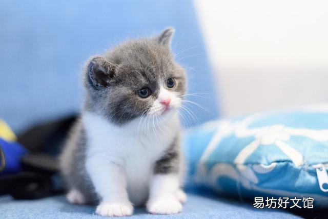 猫咪洗澡注意事项(两个月的猫咪洗澡注意事项)