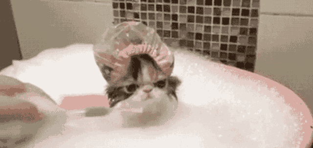猫咪洗澡注意事项(两个月的猫咪洗澡注意事项)