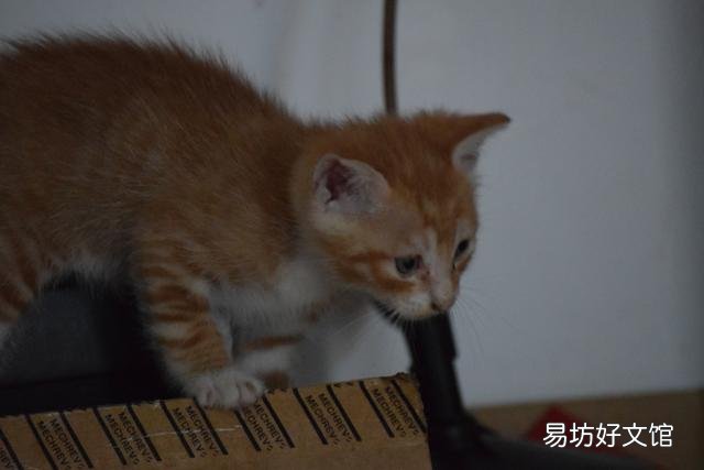 猫吃小猫为什么留下头(母猫吃小猫会留下头吗)