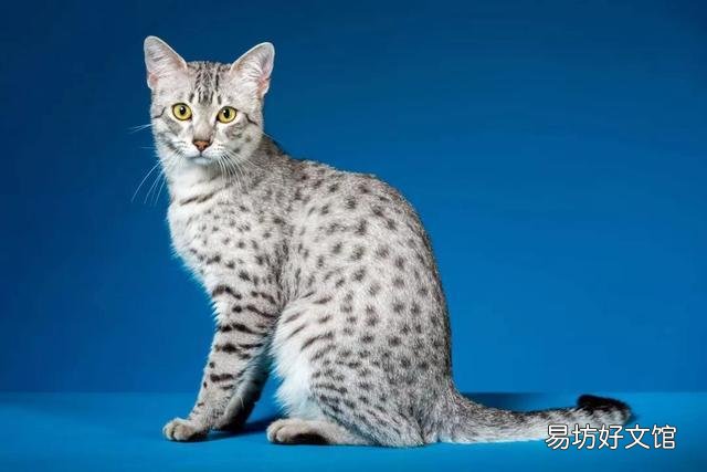 猫咪大全(猫咪大全介绍)