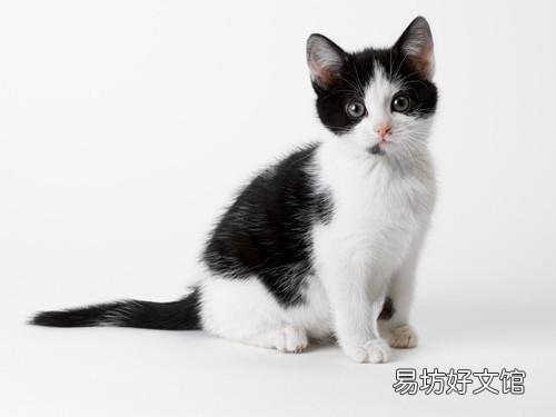 猫咪大全(猫咪大全介绍)