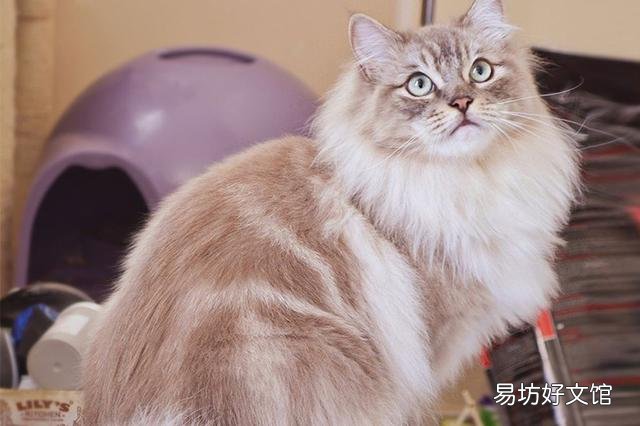 猫咪大全(猫咪大全介绍)