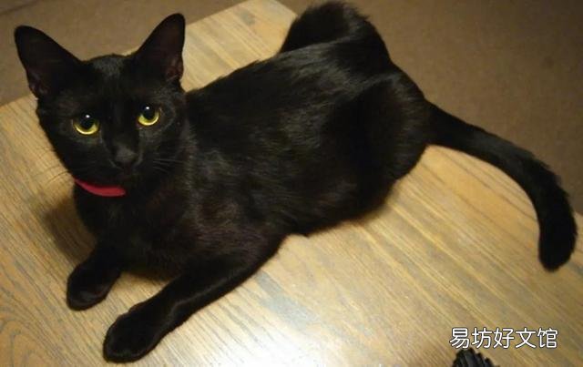 猫咪大全(猫咪大全介绍)