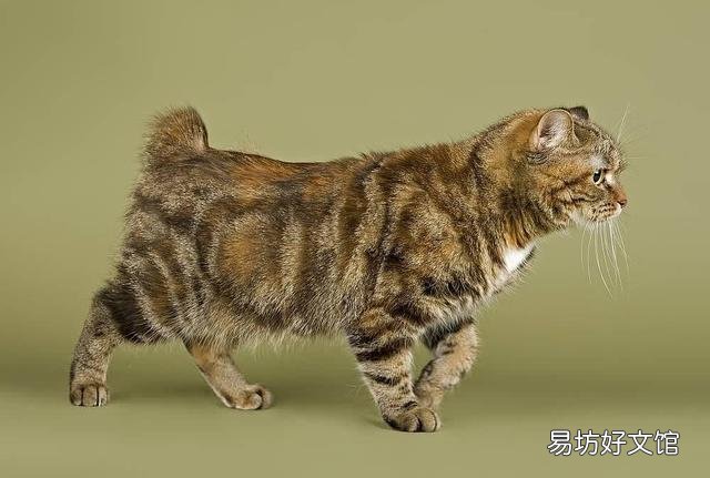 猫咪大全(猫咪大全介绍)