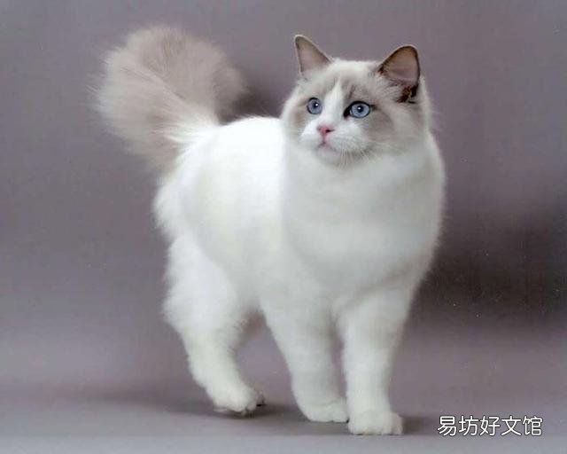 猫咪大全(猫咪大全介绍)