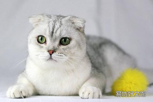 猫咪大全(猫咪大全介绍)