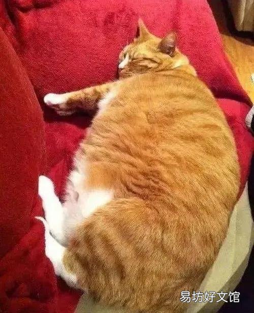 猫咪大全(猫咪大全介绍)