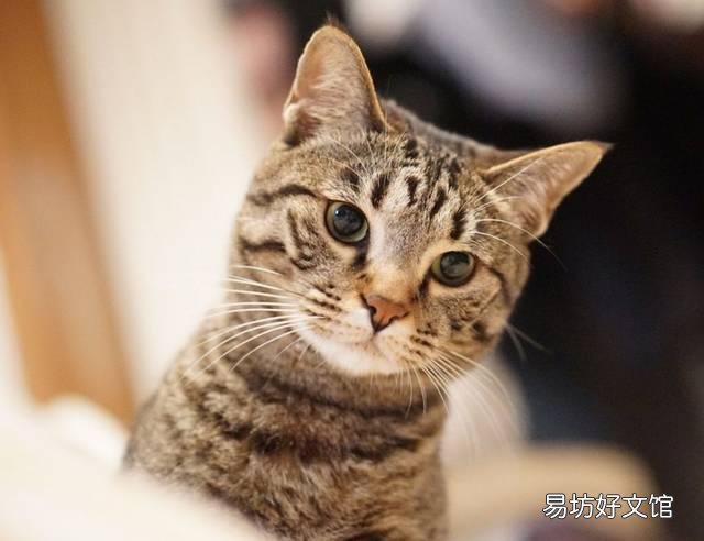 猫咪大全(猫咪大全介绍)