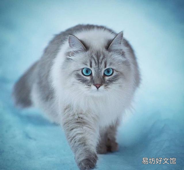 猫咪大全(猫咪大全介绍)