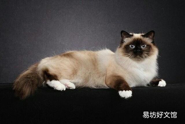 猫咪大全(猫咪大全介绍)