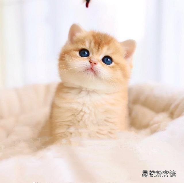 猫咪大全(猫咪大全介绍)