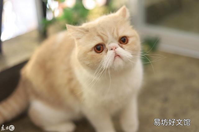 猫咪大全(猫咪大全介绍)