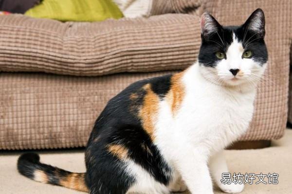 猫咪大全(猫咪大全介绍)