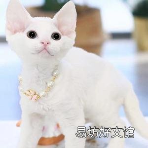 猫咪大全(猫咪大全介绍)