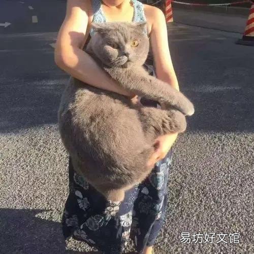 猫咪大全(猫咪大全介绍)