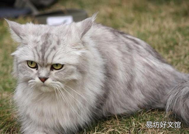 猫咪大全(猫咪大全介绍)
