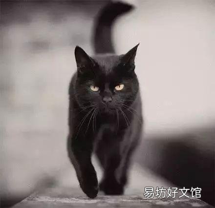 猫咪大全(猫咪大全介绍)