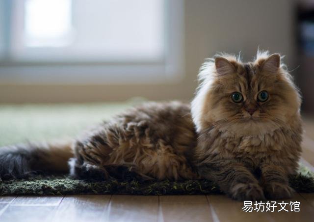 猫咪大全(猫咪大全介绍)
